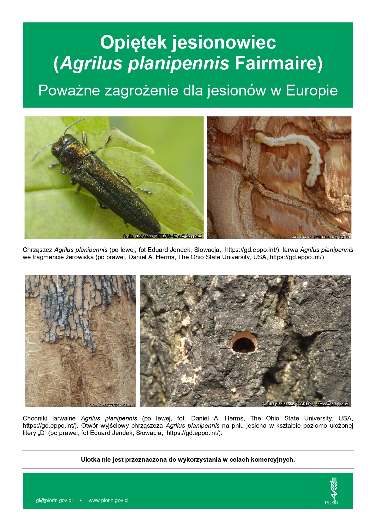 Uwaga na opiętka jesionowca. WIORiN apeluje o czujność